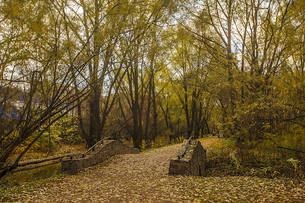 ロシアのロストルキノ公園で緑の葉のある木の真ん中に水にかかる橋