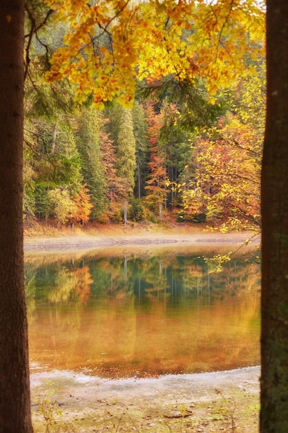 Яркие осенние деревья с отражением в воде