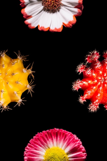 Bright cacti and flowers on black