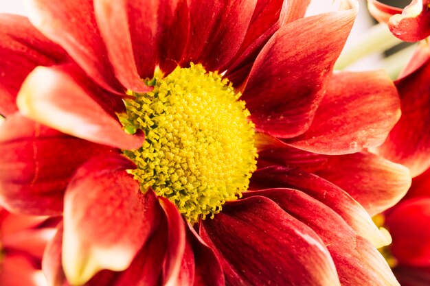 明るいカラフルな菊の花が咲く庭に