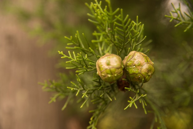 Bright cypress cones on a tree on blurred background