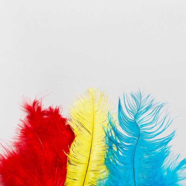 Bright feathers on white