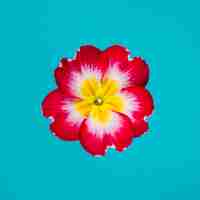 Free photo bright flower on turquoise background