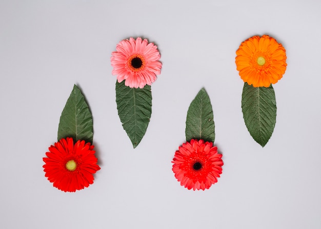 Bright flowers buds with green leaves on table