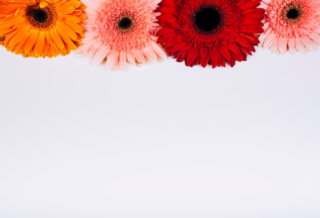 Free photo bright gerbera flowers arranged on white background