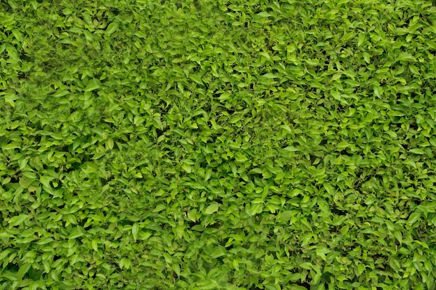 Bush Texture Images - Free Download on Freepik