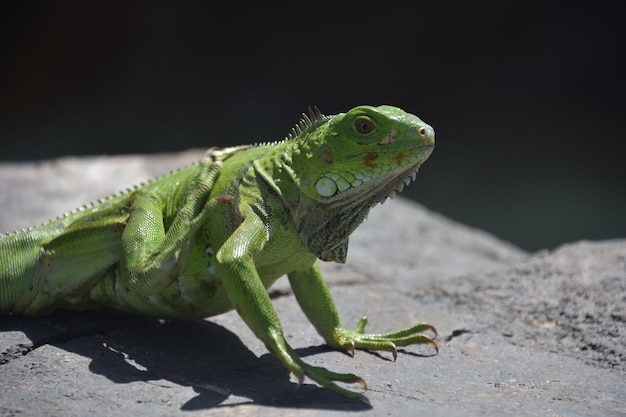 Free photo bright green iguana itching with his back foot on a rock