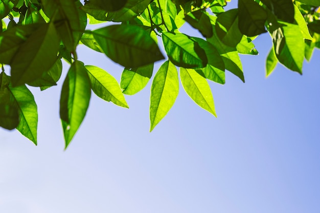 Bright leaves on background of sky