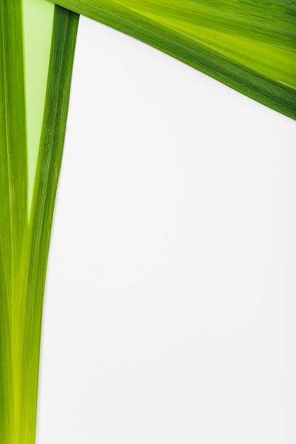 Bright leaves of exotic plant