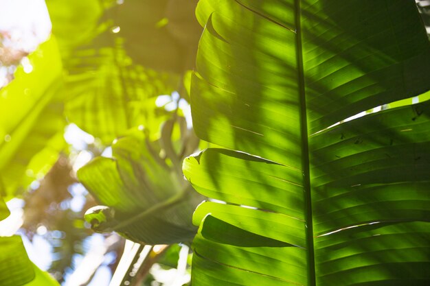 熱帯植物の明るい葉