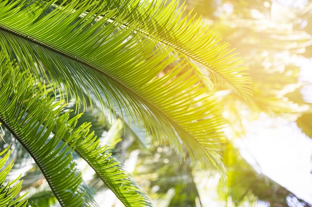 Bright light of sun on palm leaves