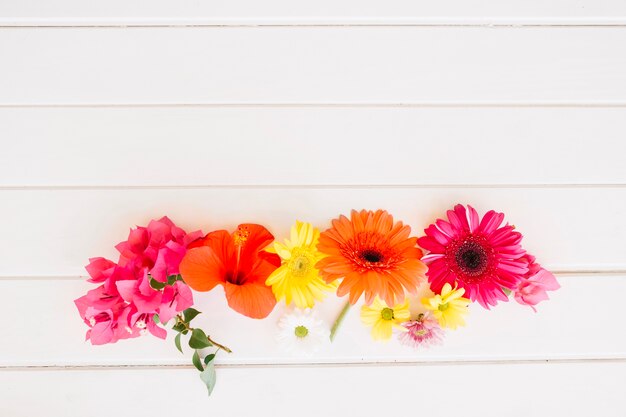 Bright multicolored flowers on white
