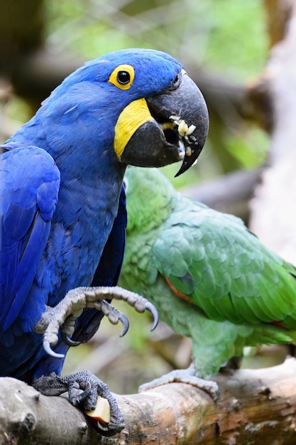 "Bright parrot on branch"