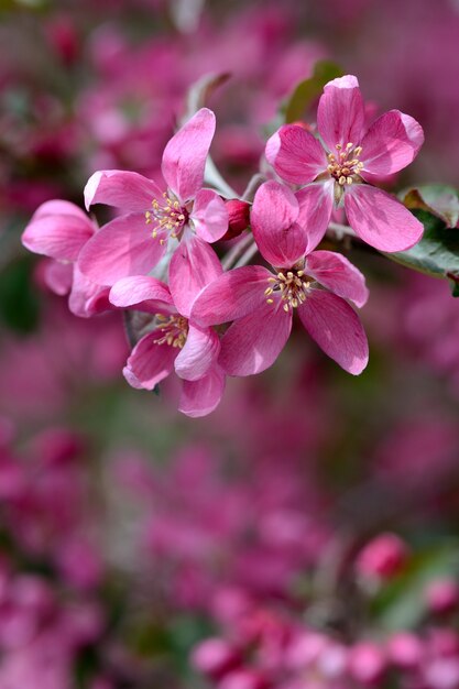"Bright pink flowers on branch"