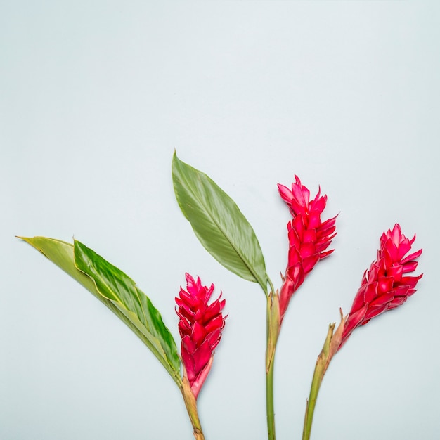 Bright pink flowers on white background