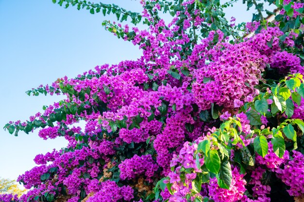 新鮮なピンクのブーゲンビリアの花のクローズアップ 無料の写真