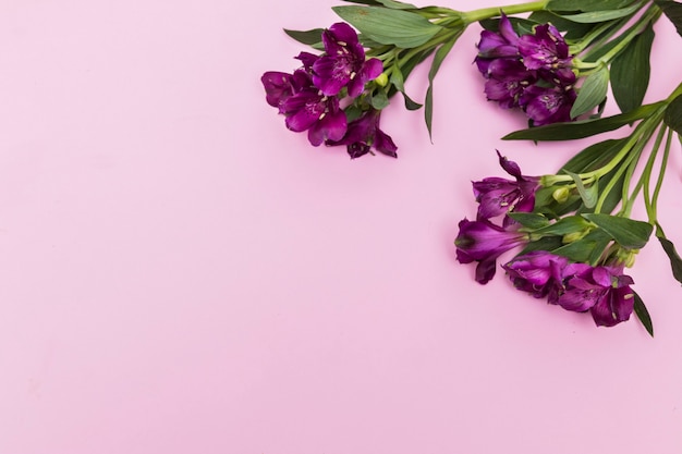 Яркие фиолетовые цветы на розовом фоне