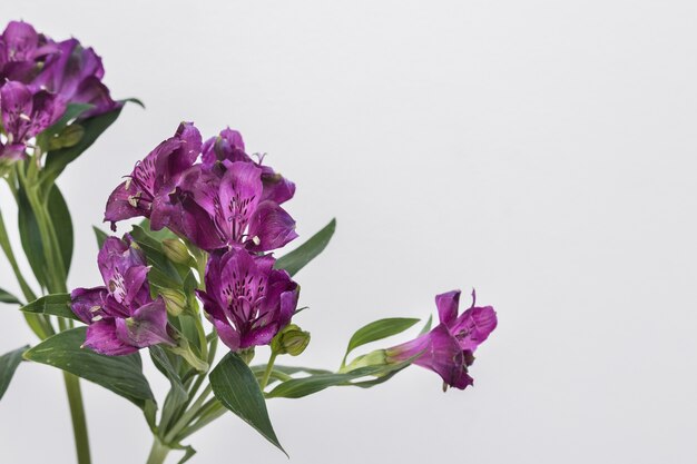 Bright purple flowers on white background