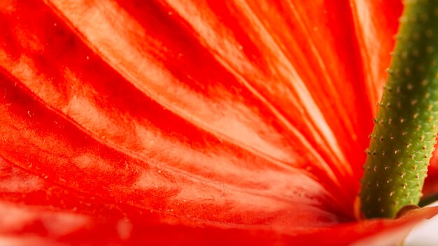 明るい赤いアンスリウムの花