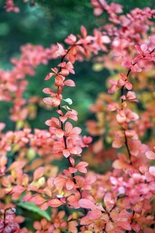 베어베리 cotoneaster의 밝은 붉은 열매.