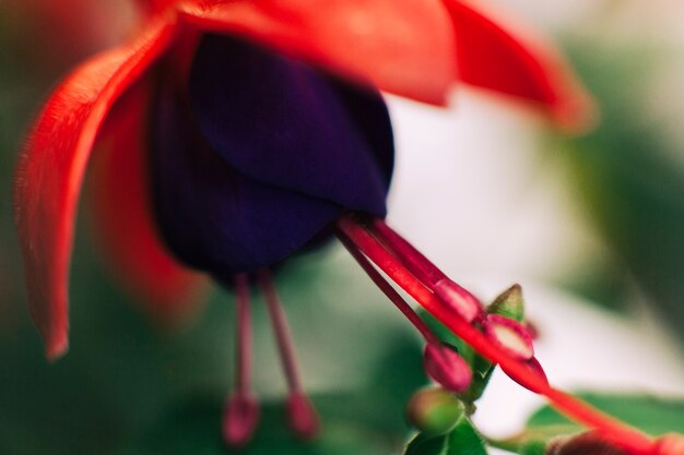 雄しべと鮮やかな赤い花