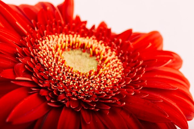 Bright red gerbera on isolated backdrop