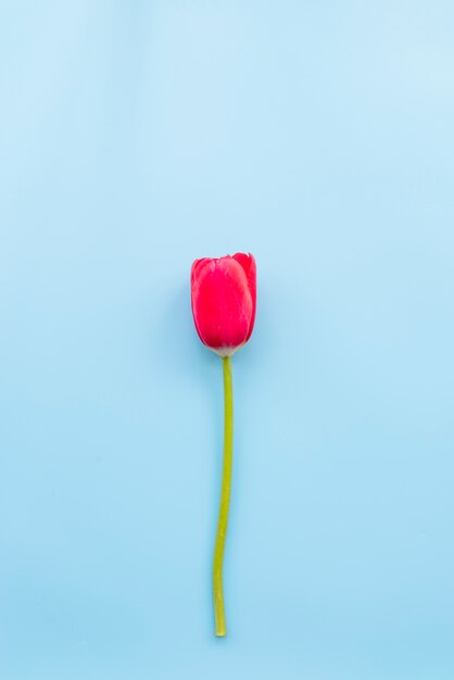 Bright red tulip with cut stem 