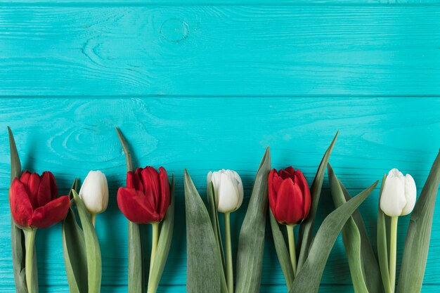 Bright red and white tulips on turquoise wooden textured surface