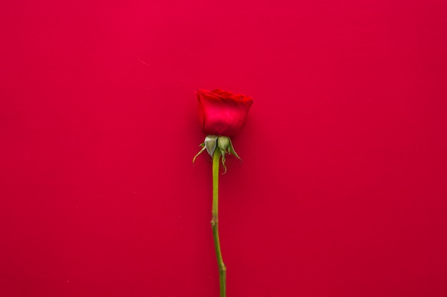 Bright rose flower on table