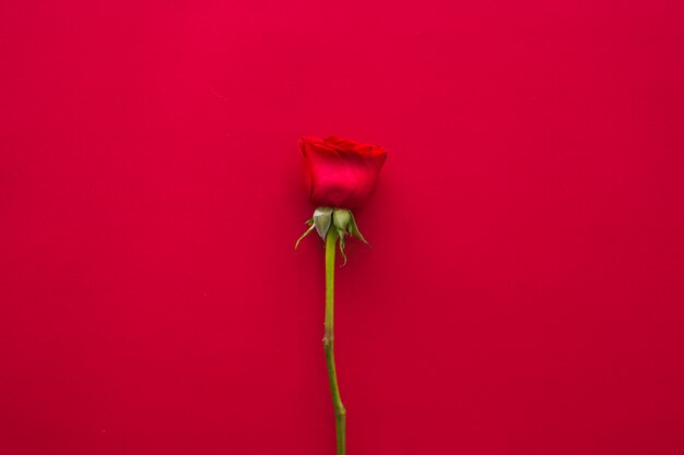 Яркий цветок розы на столе