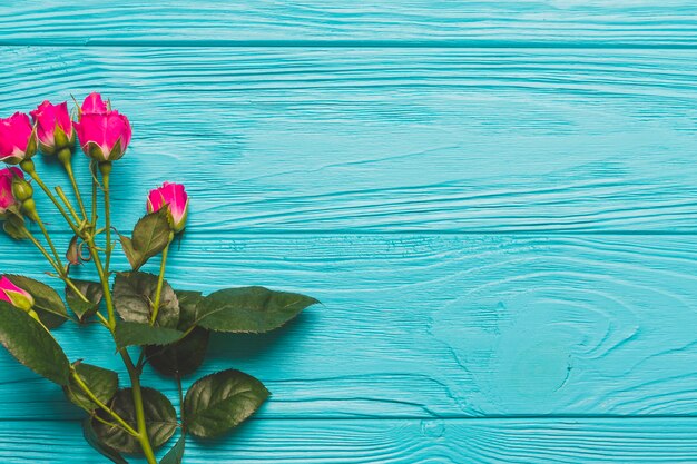 Bright roses on turquoise background