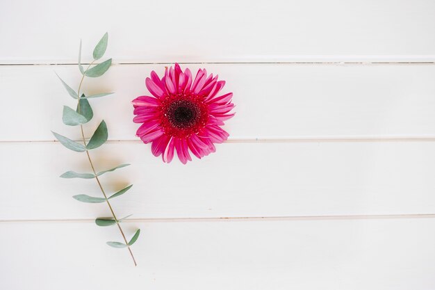 Bright single flower with green twig