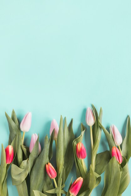 Bright tulip flowers on blue table