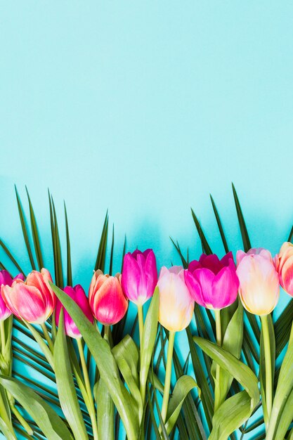 Bright tulip flowers on blue table