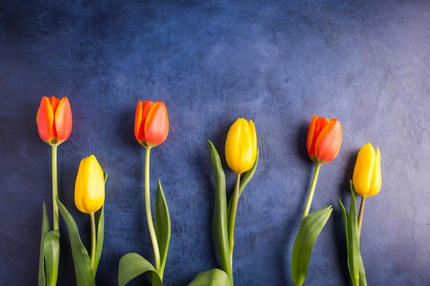 Bright tulip flowers on blue table