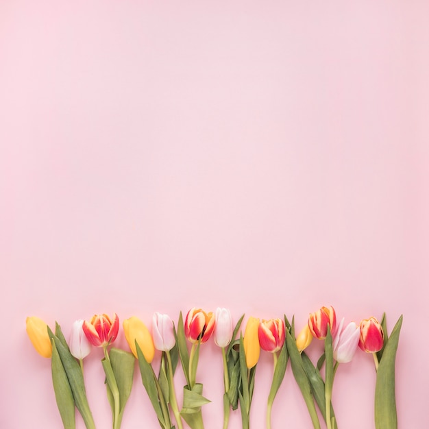 Free photo bright tulip flowers on pink table