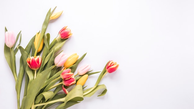 Bright tulip flowers on white table