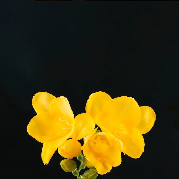 Bright yellow flower on black background