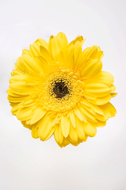 Bright yellow flower on white