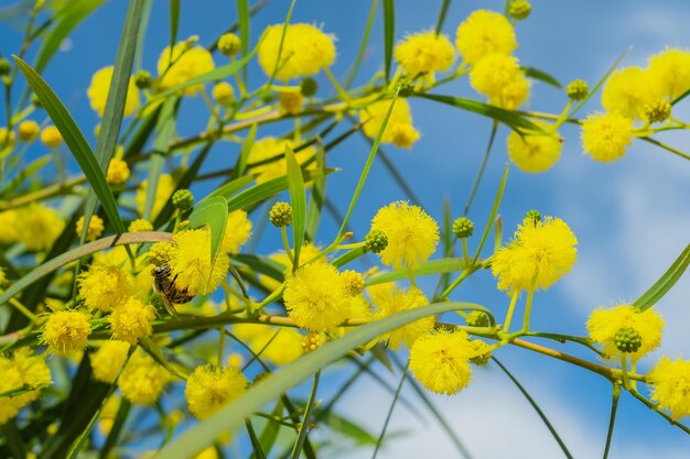 Bright yellow mimosa flowers in the Aegean coast idea for a background or postcard spring bright flowers of the acacia shrub