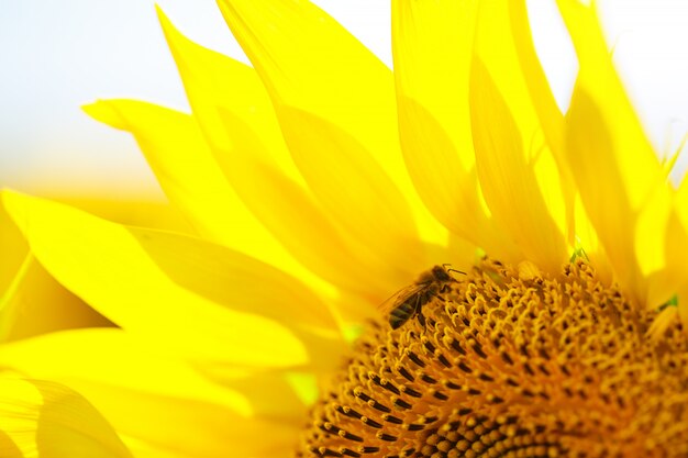 夏の日のフィールドに明るい黄色のヒマワリの花のクローズアップ