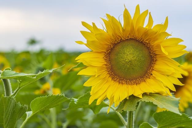 Bright yellow sunflower flower stands against the background of blue summer sky and green field