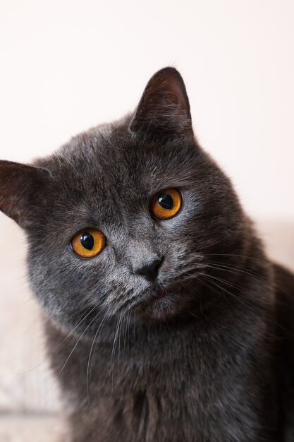 British shorthair cat