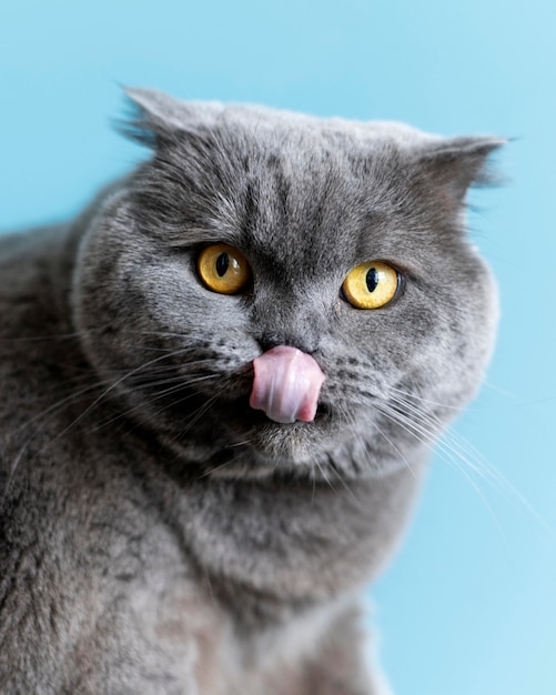 British shorthair kitty with monochrome wall behind her