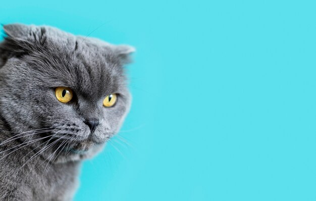British shorthair kitty with monochrome wall behind her