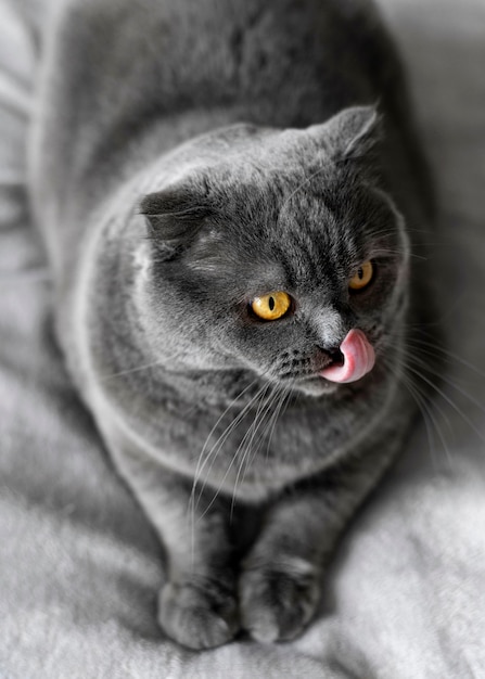 British shorthair kitty with monochrome wall behind her