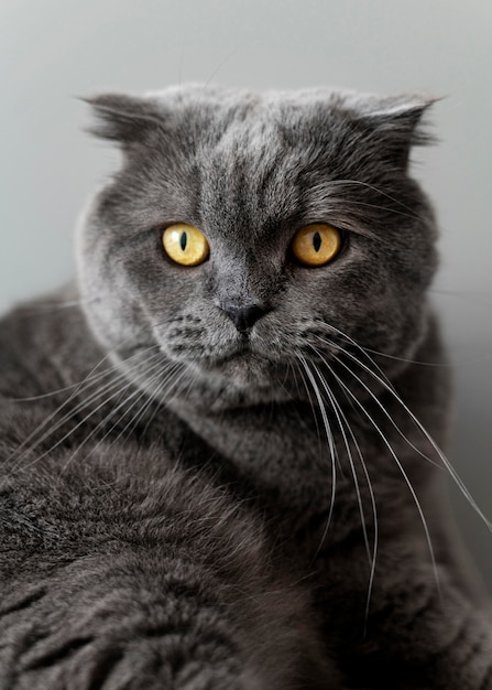 British shorthair kitty with monochrome wall behind her