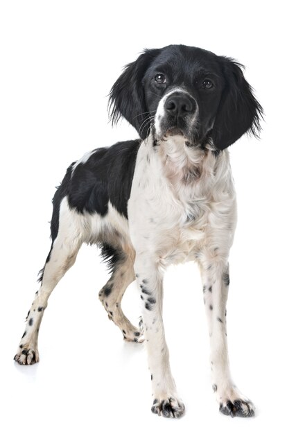 Premium Photo | Brittany dog in studio
