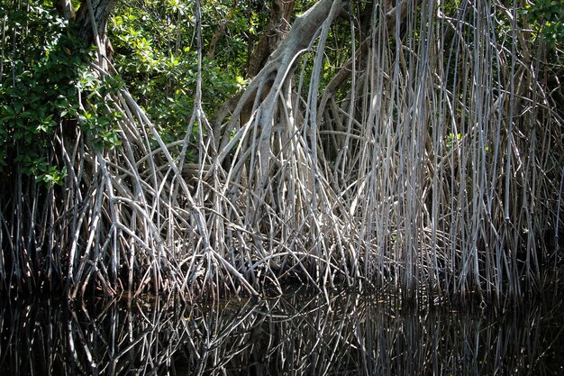 широкая река недалеко от Блэк-Ривер на Ямайке, экзотический пейзаж в мангровых зарослях