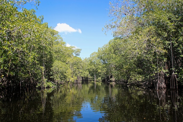 Broad river close to black river in jamaica, exotic landscape in mangroves Premium Photo